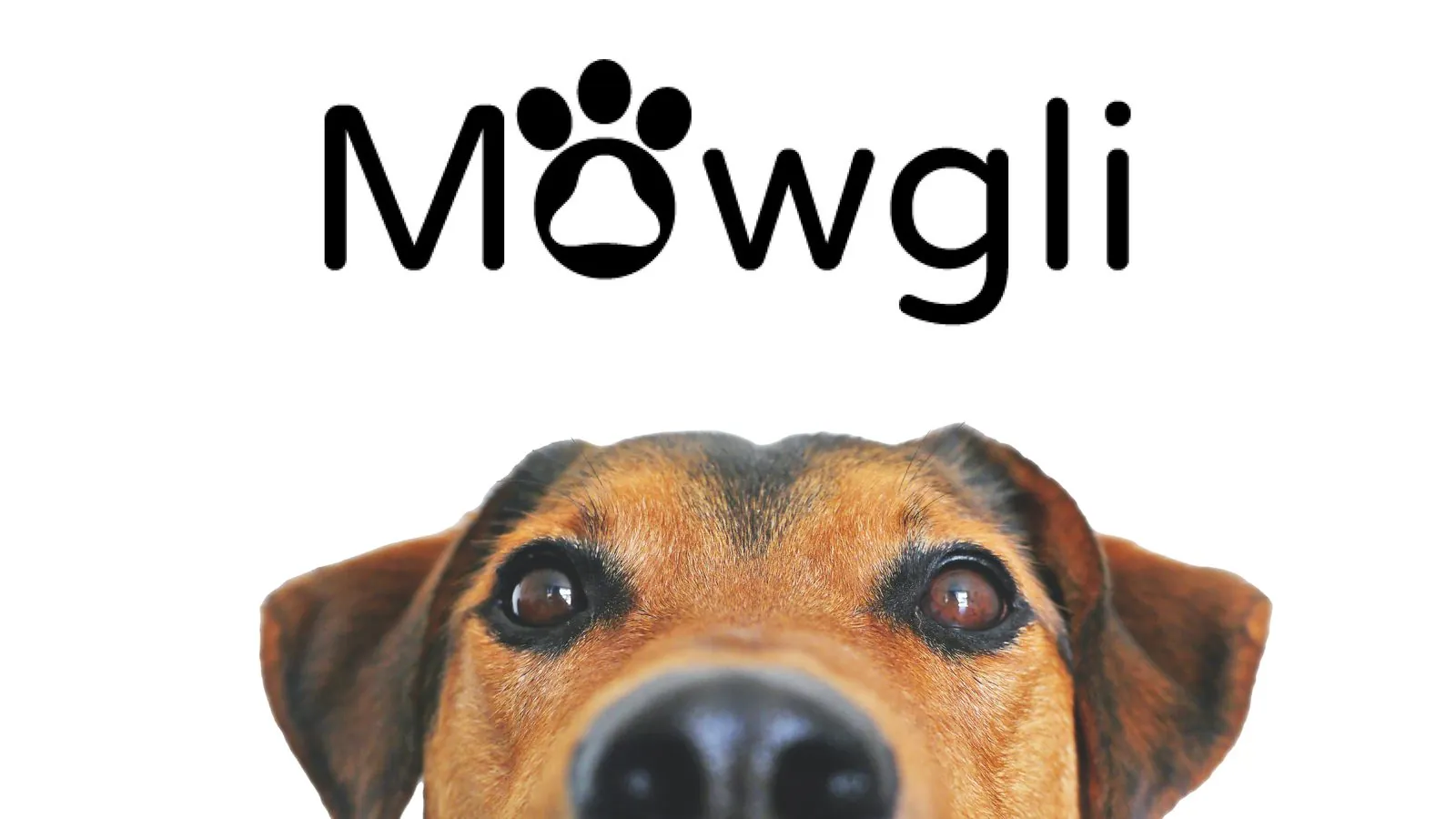 Portada de la identidad de marca de Mowgli