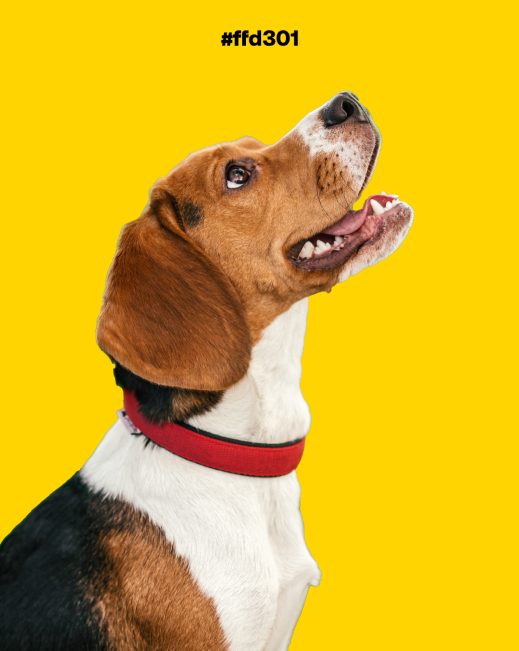Beagle on bright yellow background