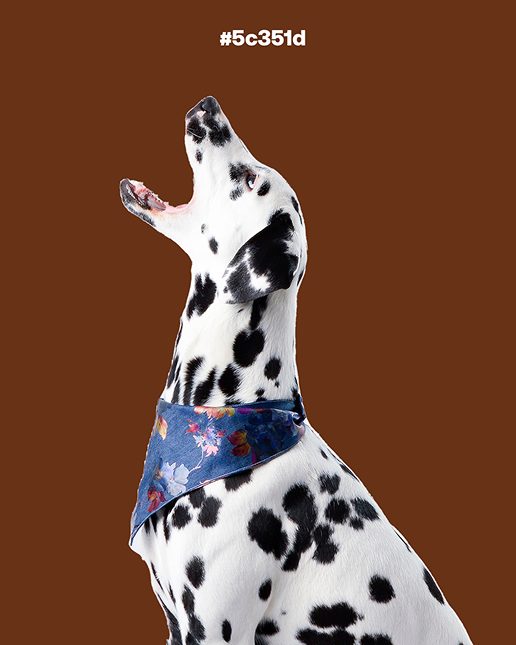 Brand pattern with paw prints