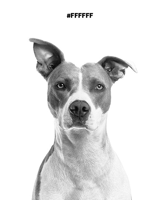 Brand pattern variant